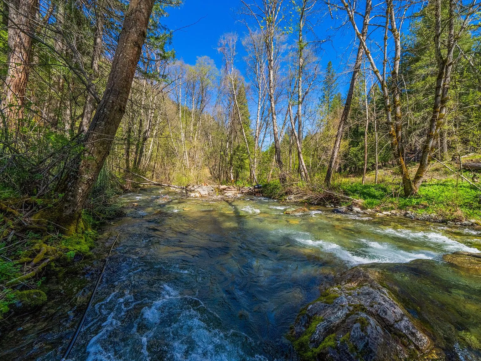 A close view of the clear creek running over rocks, lined by spring greenery