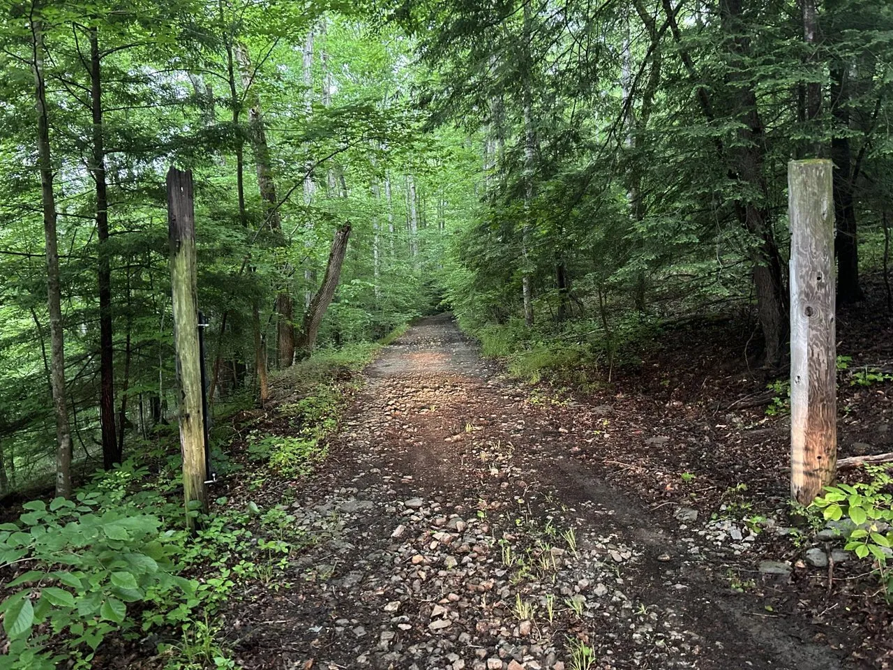 The gravel lane running back through the woods toward the clearing
