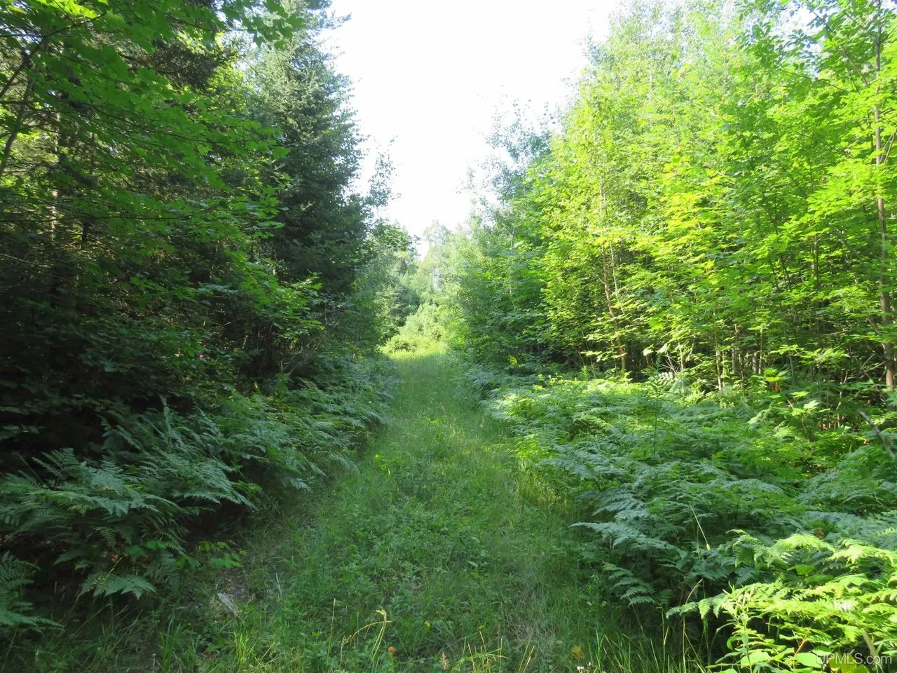 The two-track woods road into the property, grass down the middle