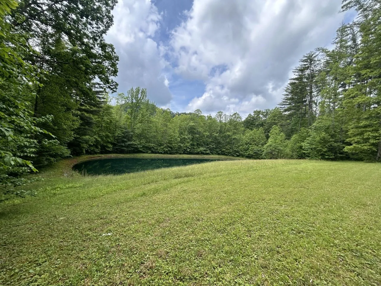 The open clearing with the pond, looking across mown grass to the tree line