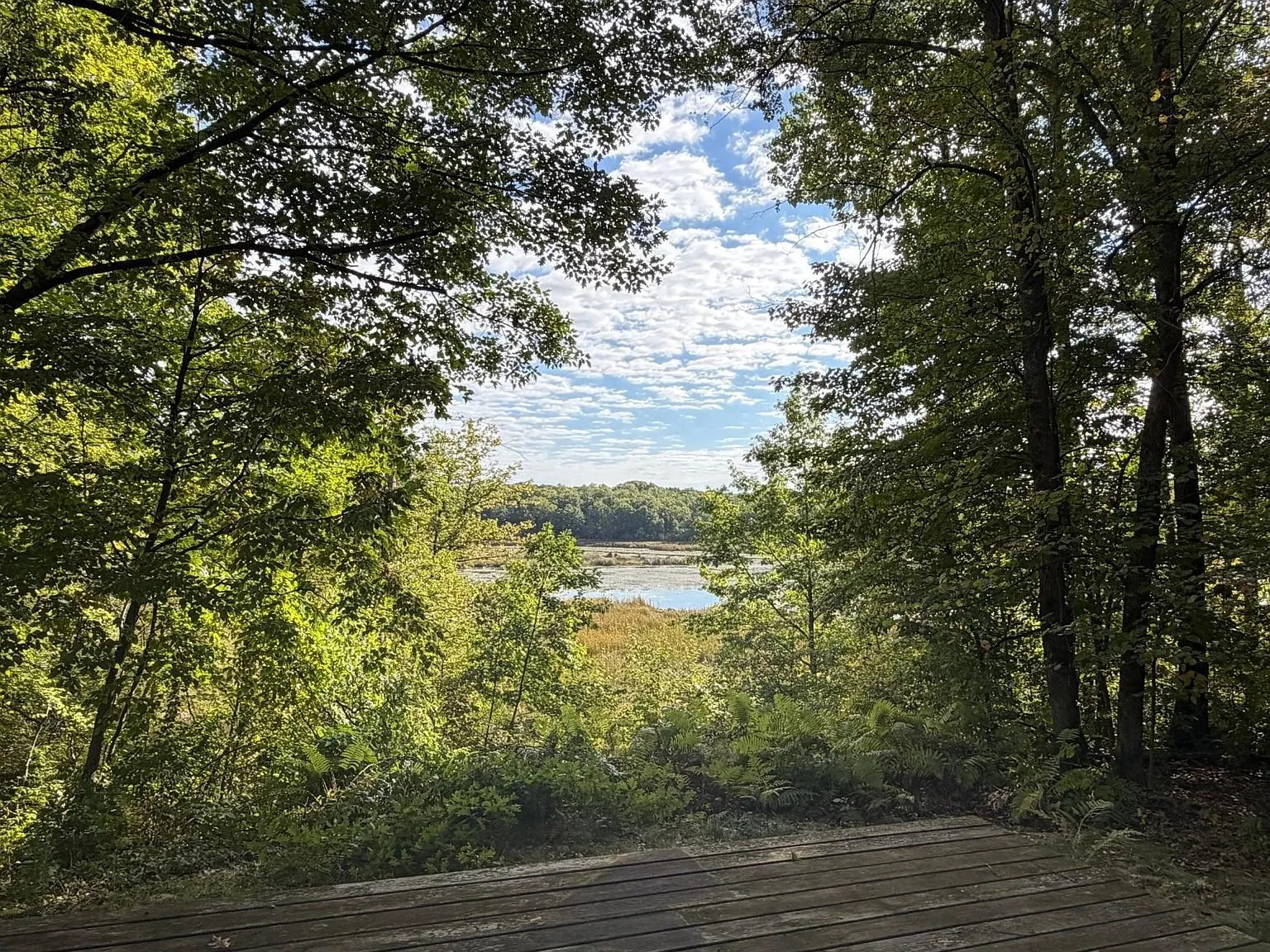 The pond through the trees from the hill