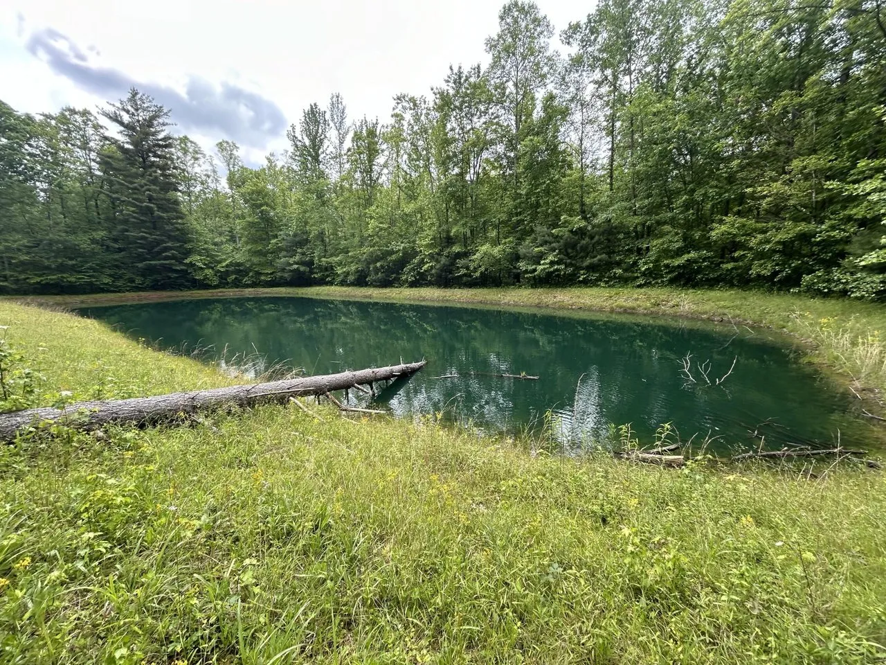 The pond from the bank, trees reflected in the water