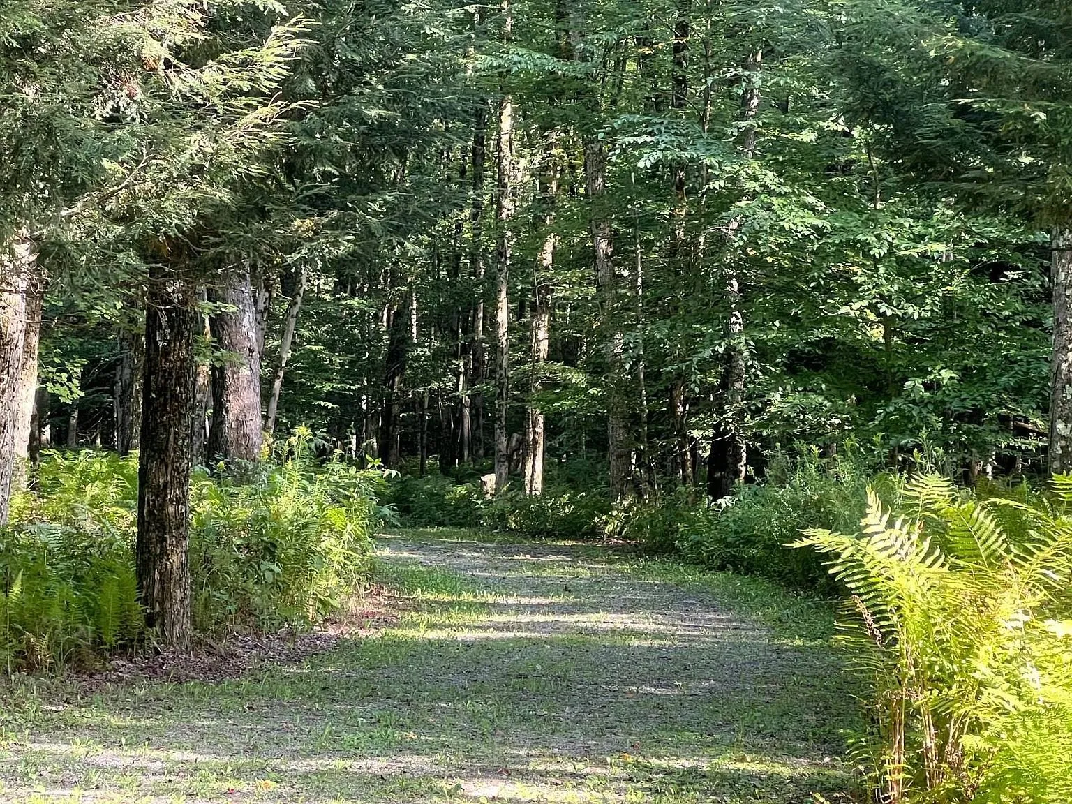 The limestone drive curving through the woods