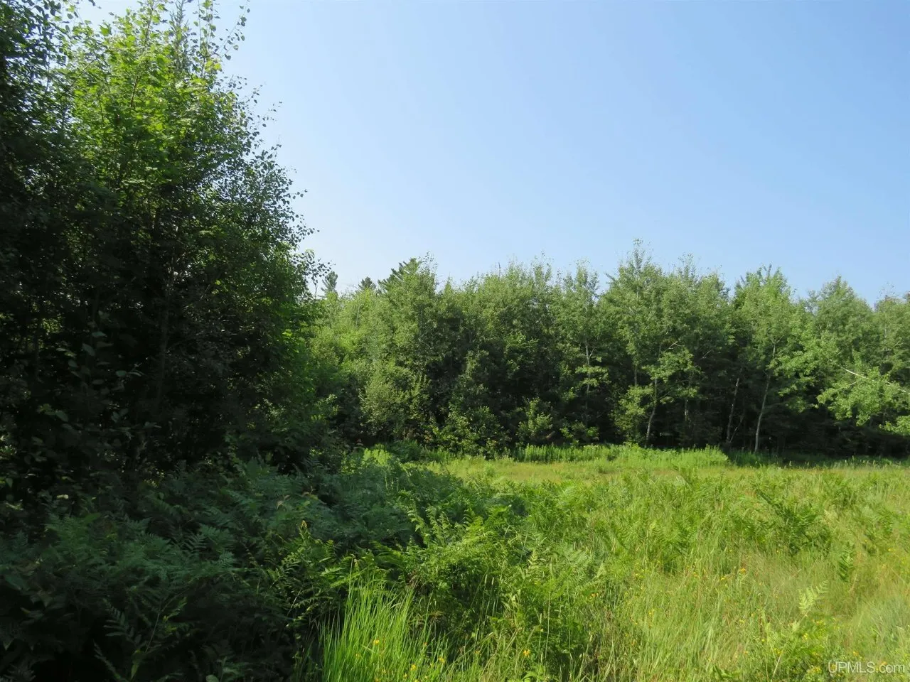 A grassy opening in the woods with young trees coming in