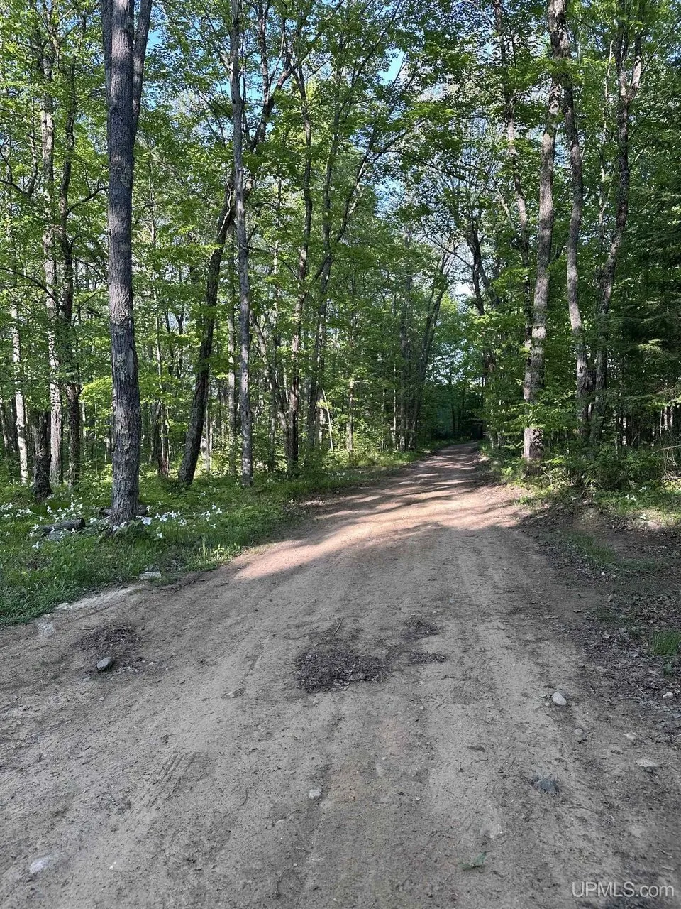The dirt drive through the woods