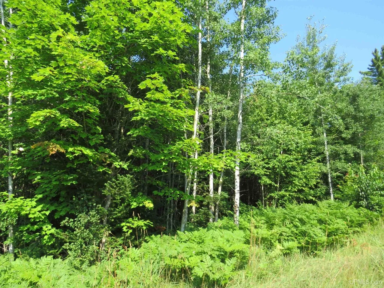 The edge of the forest, birch and maple above a fern floor