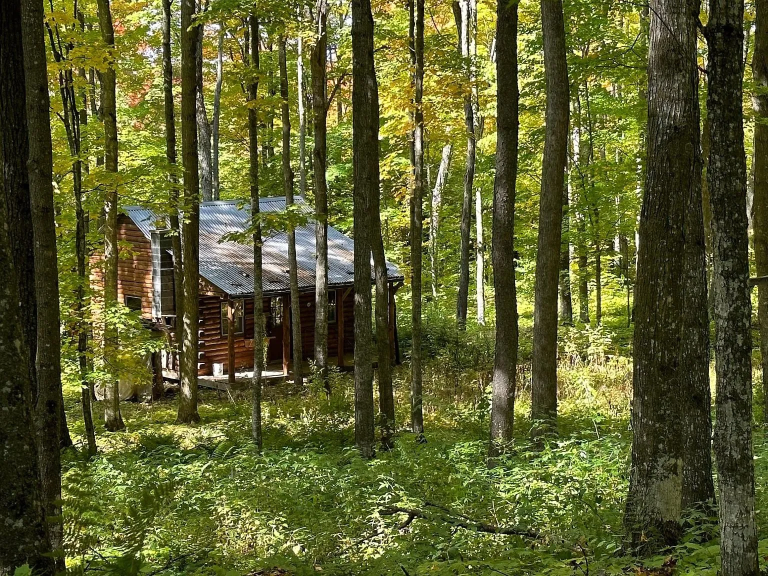 The cabin seen through the maple trunks from the approach