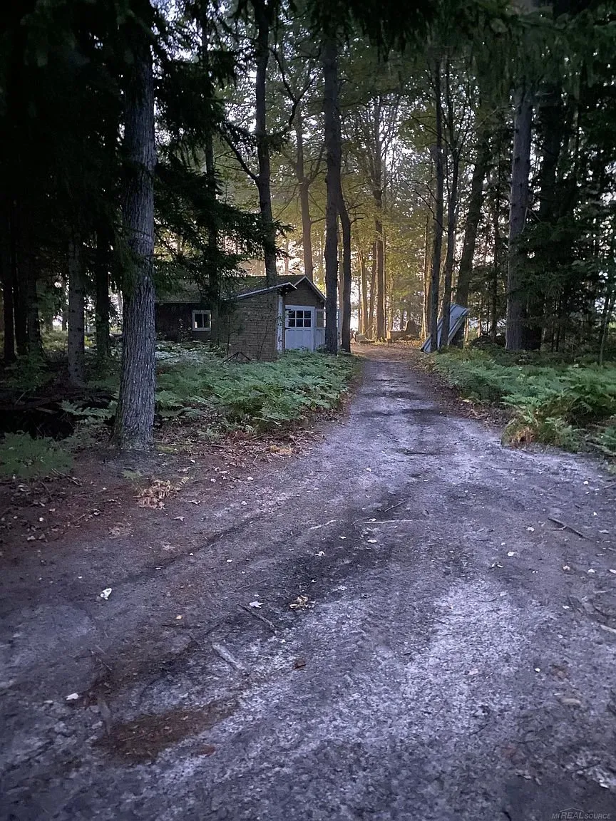 The two-track through the pines toward the cabin