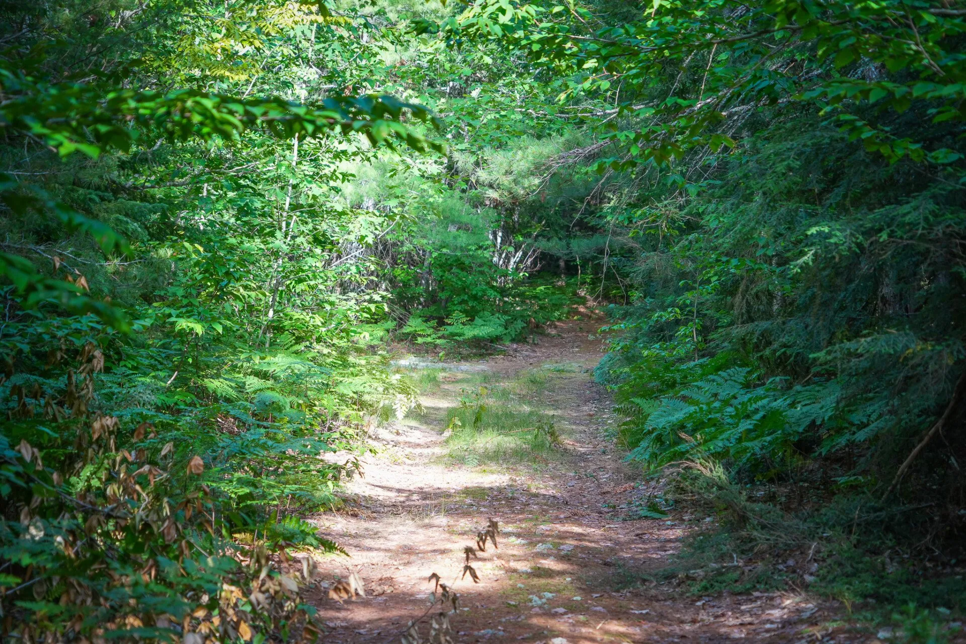The two-track running through the woods toward the cabins
