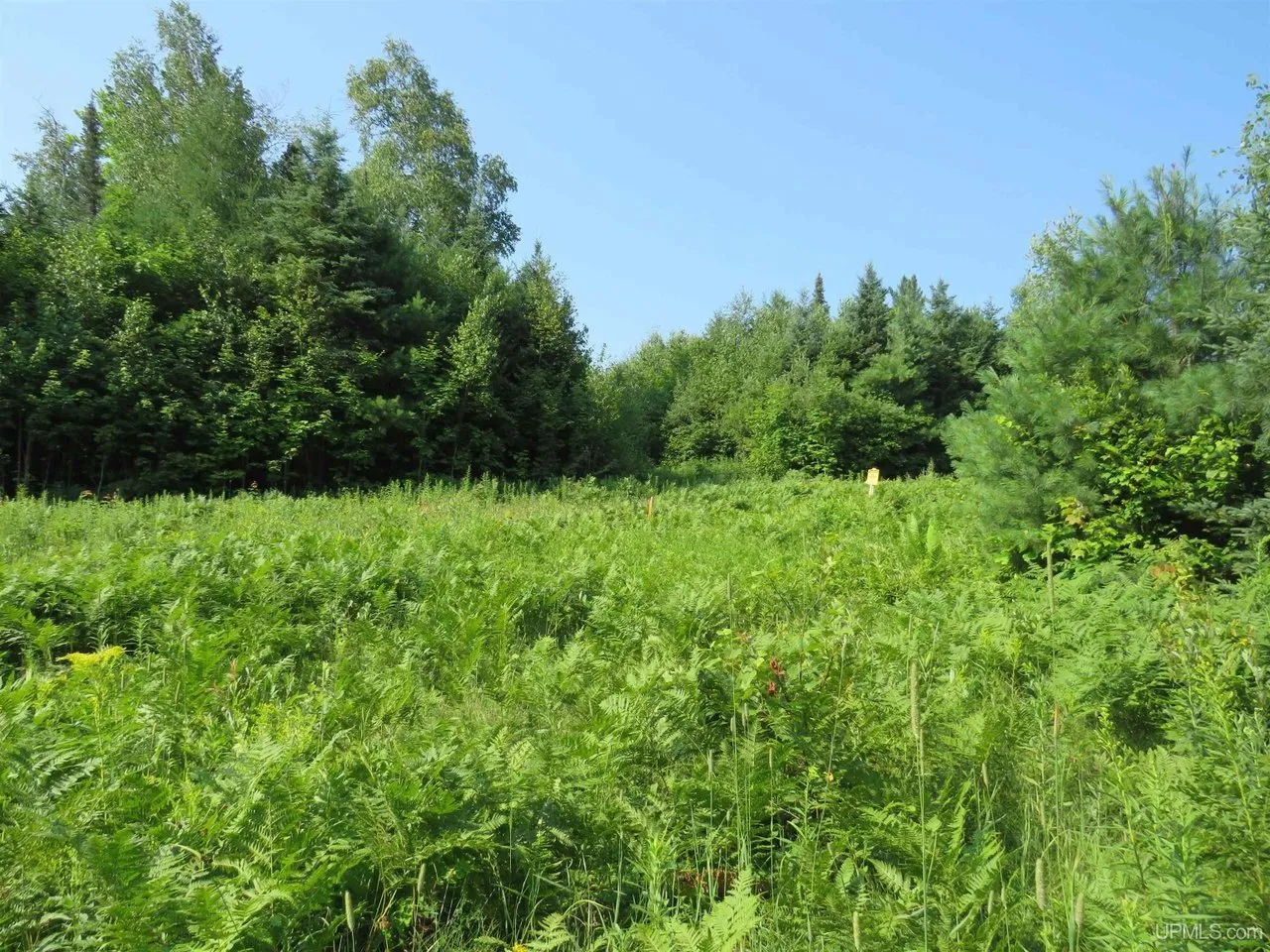 A meadow with saplings and a wall of trees behind