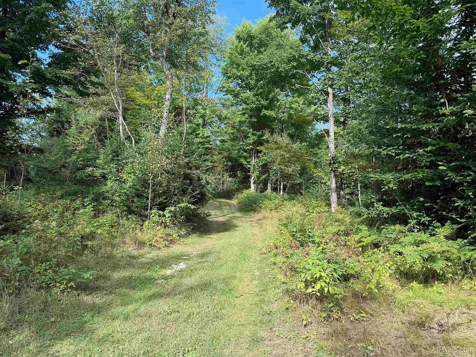 The mowed lane into the woods toward the camp