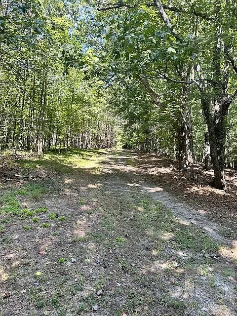 The drive running through the trees toward the cabin