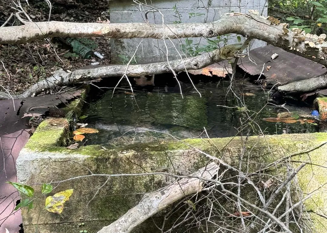 A stone spring structure in the woods, with clear water flowing through it