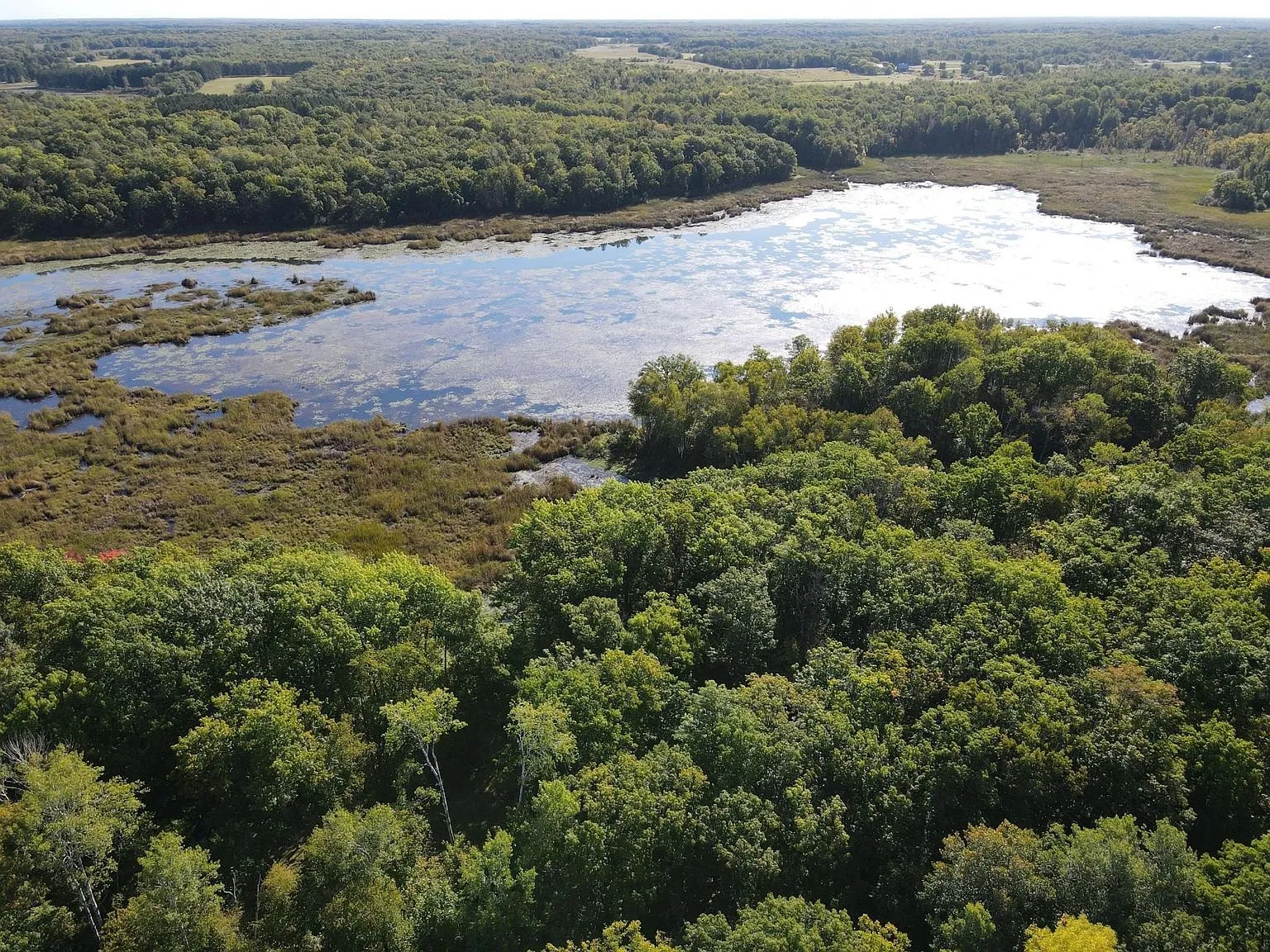 The pond and the marsh from the air with the woods around them