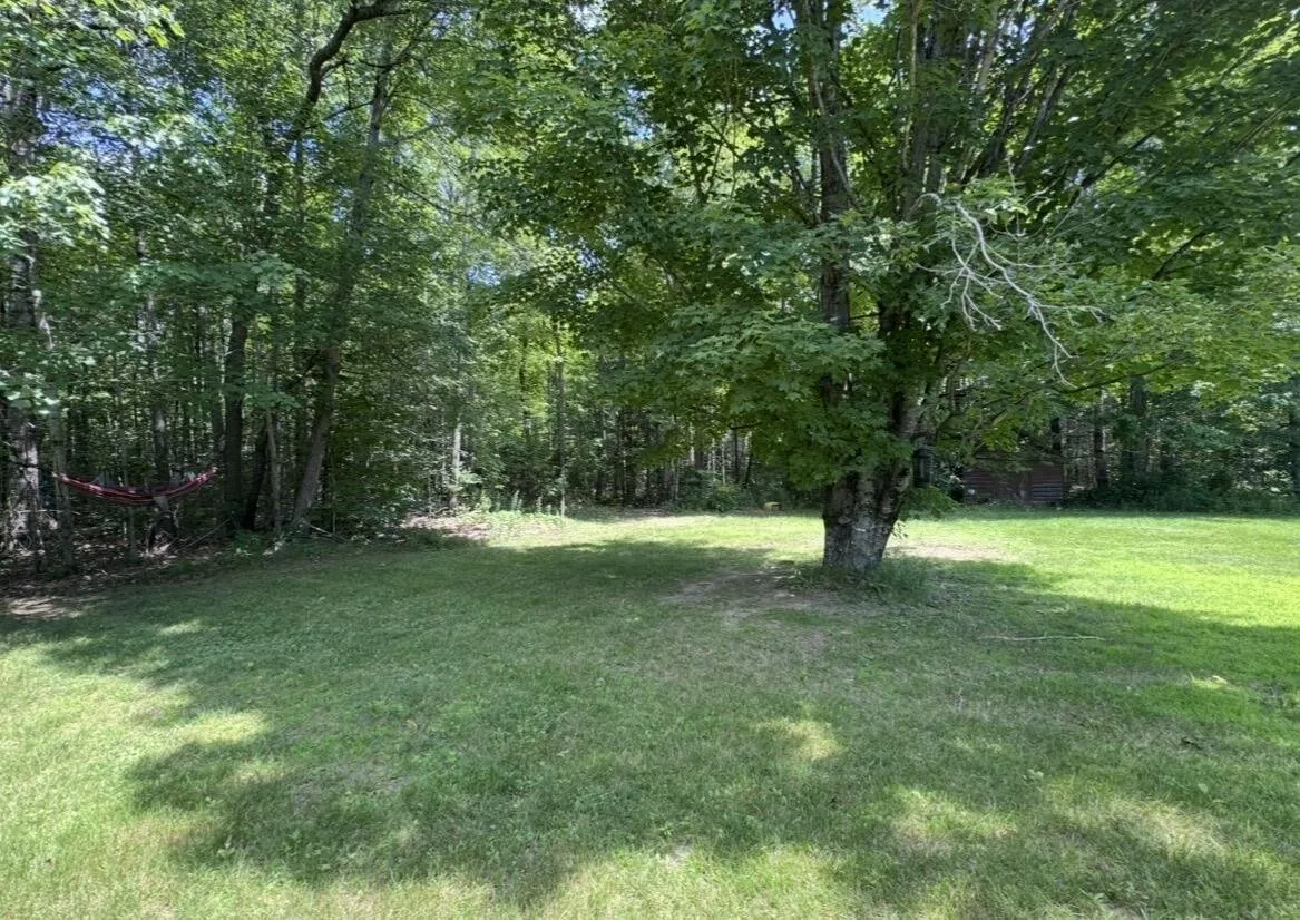 The back lawn with the maple and the woods