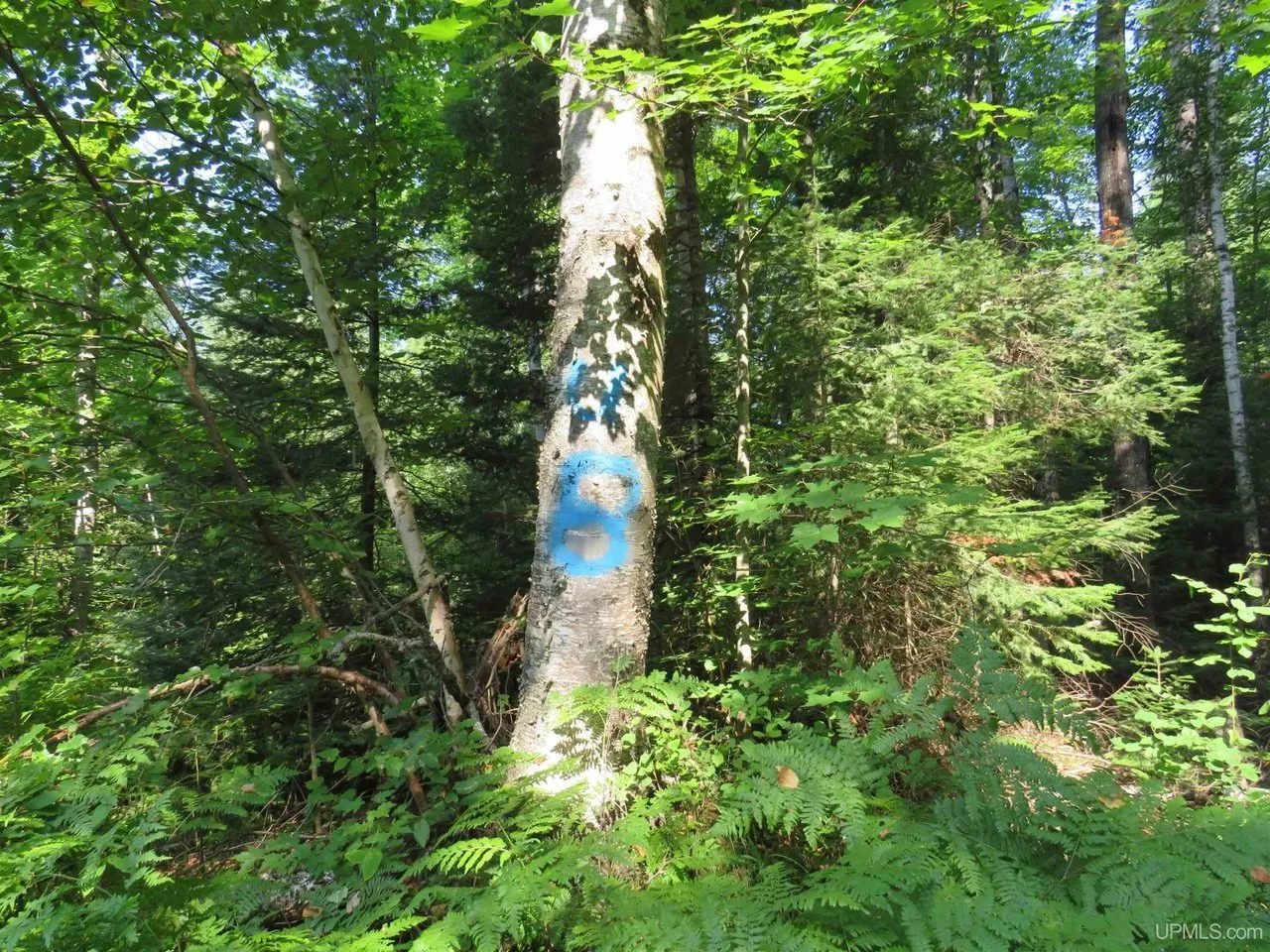 Inside the woods, a blaze-marked tree on a mossy trail