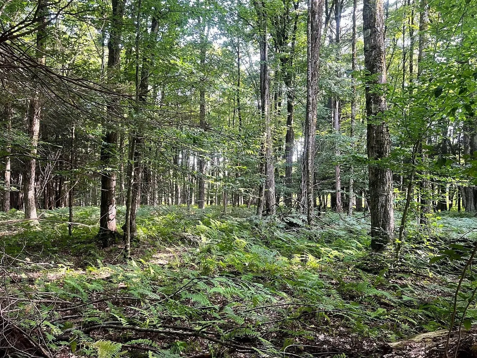 Hardwoods and ferns on the parcel