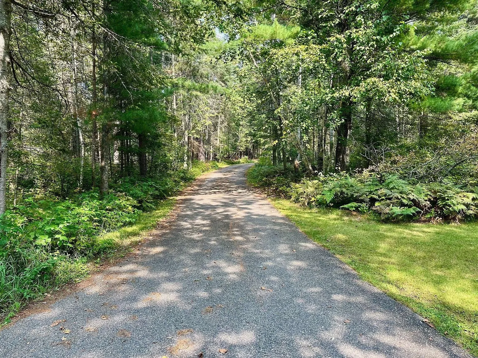 The paved lane through the pines