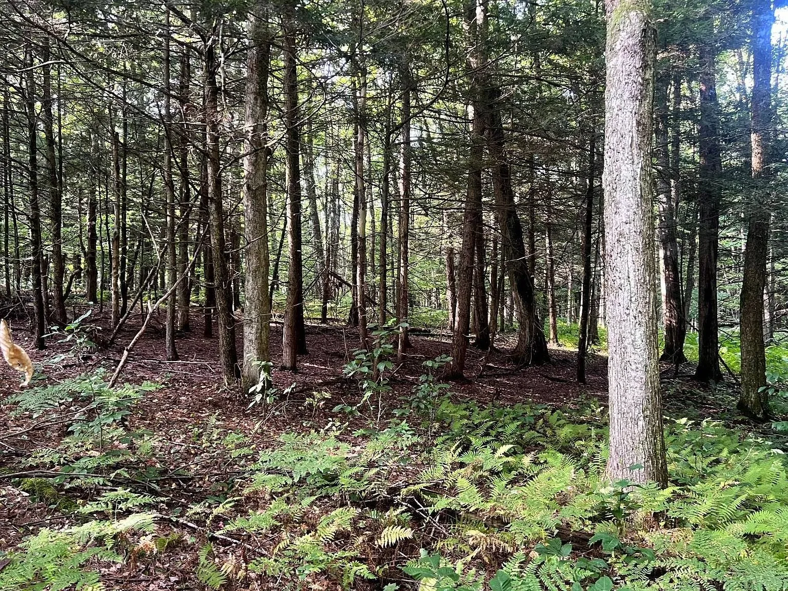 The woods with hemlock and ferns