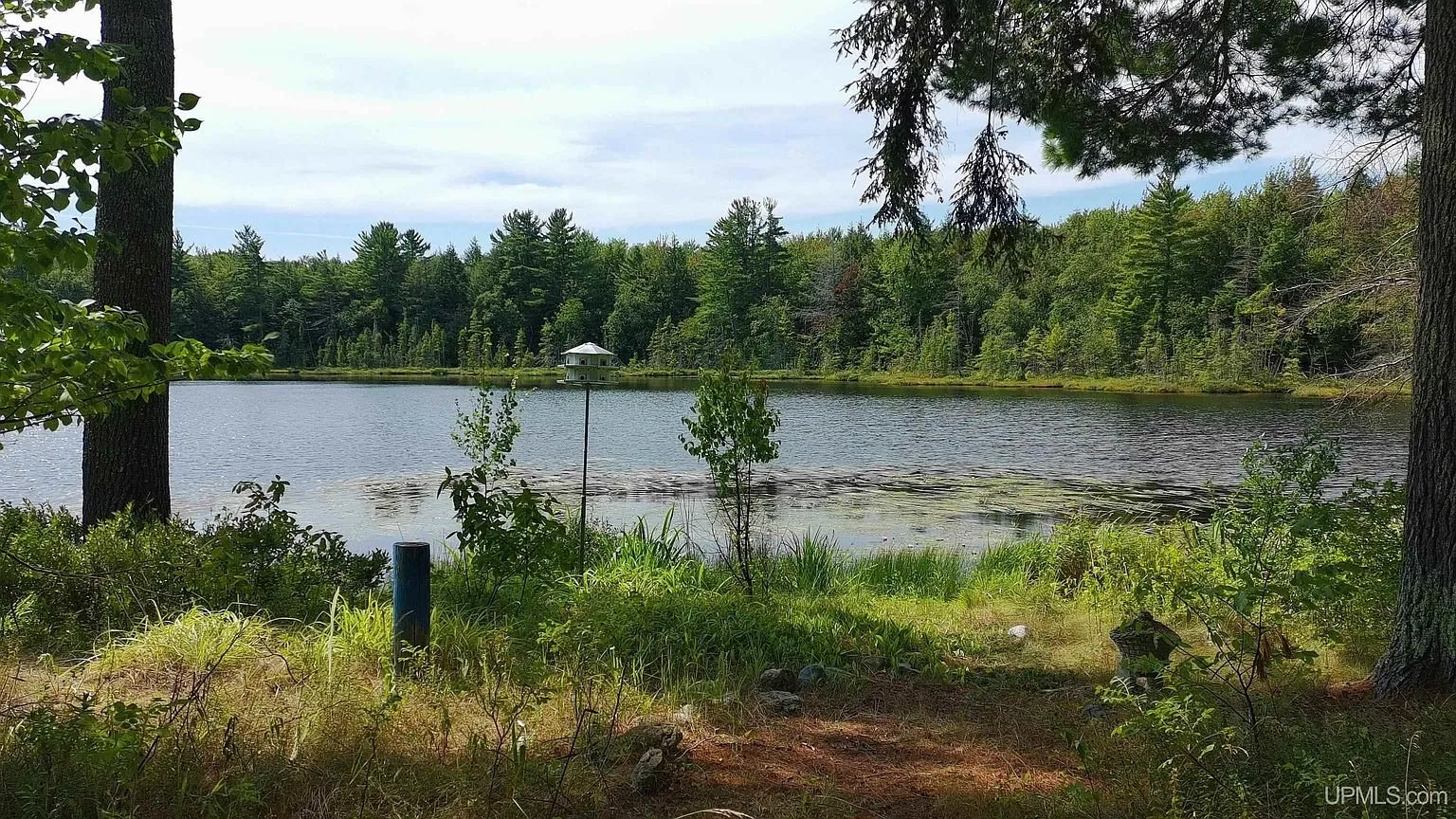 The lake from the shore under the pines