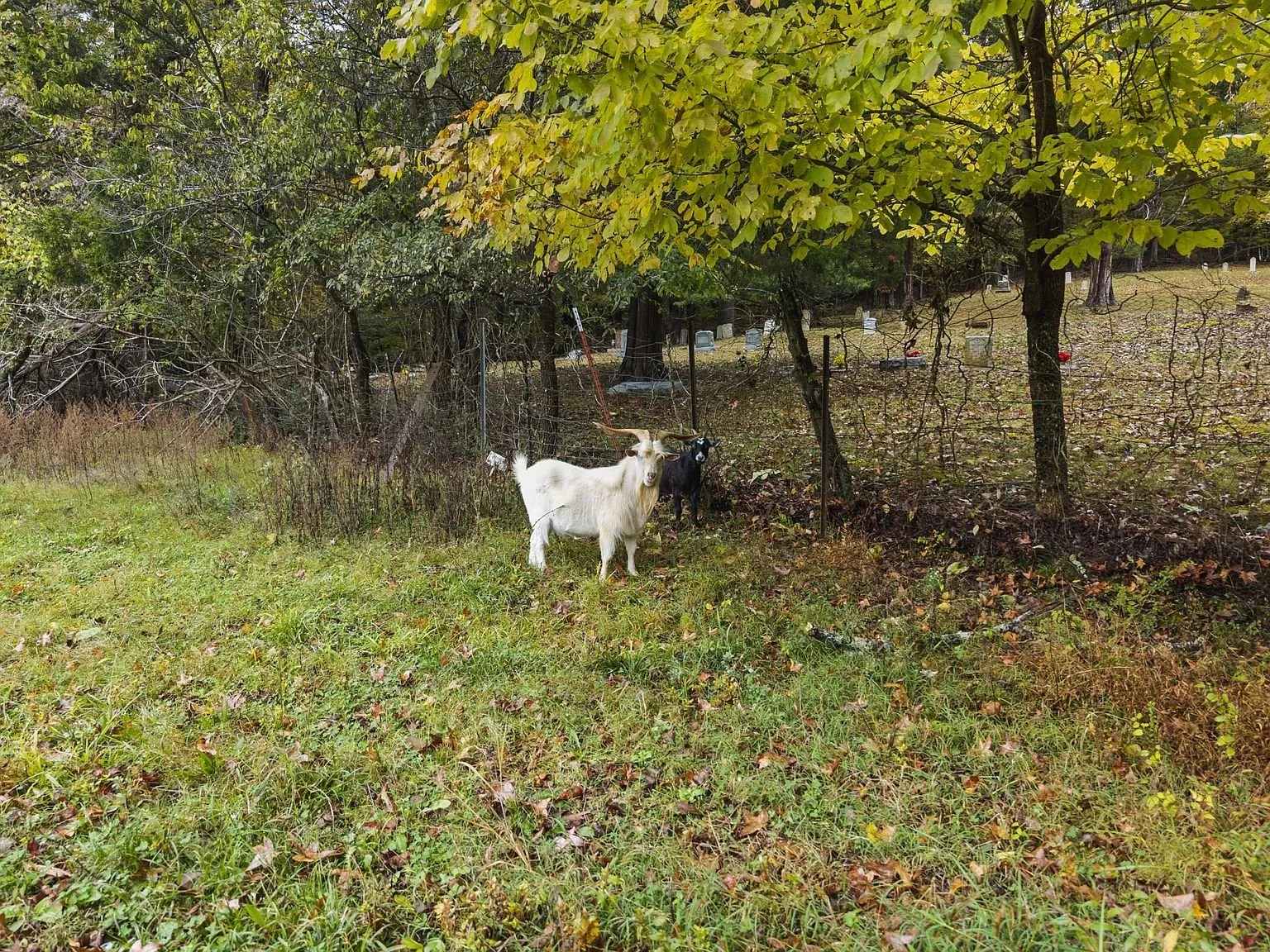 Open pasture under hardwoods at the edge of the property, a goat grazing