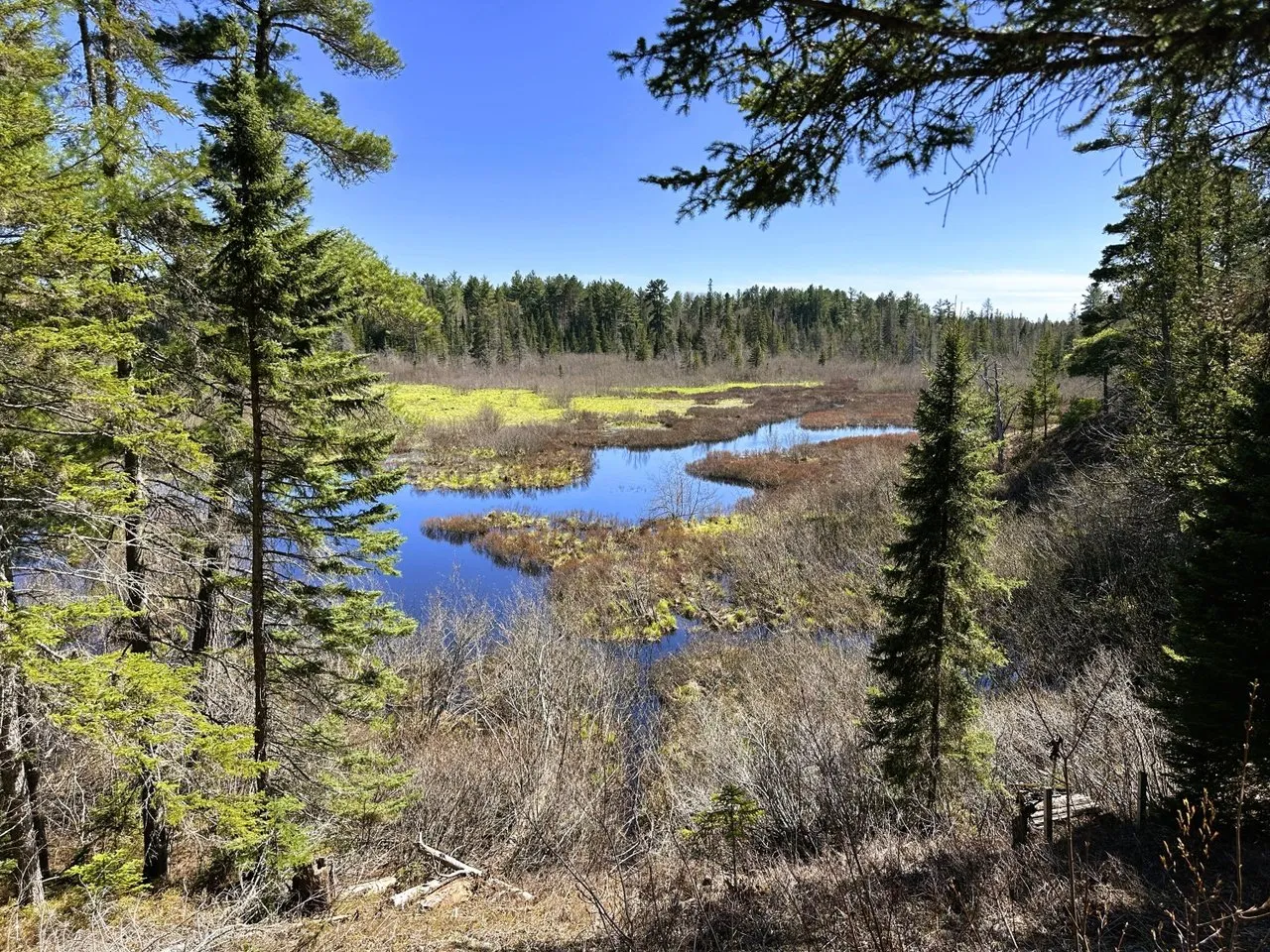 The Betsy River winding through marsh grass below the pines