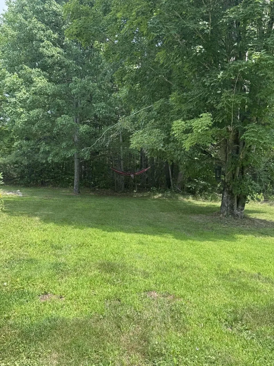 The lawn along the tree line