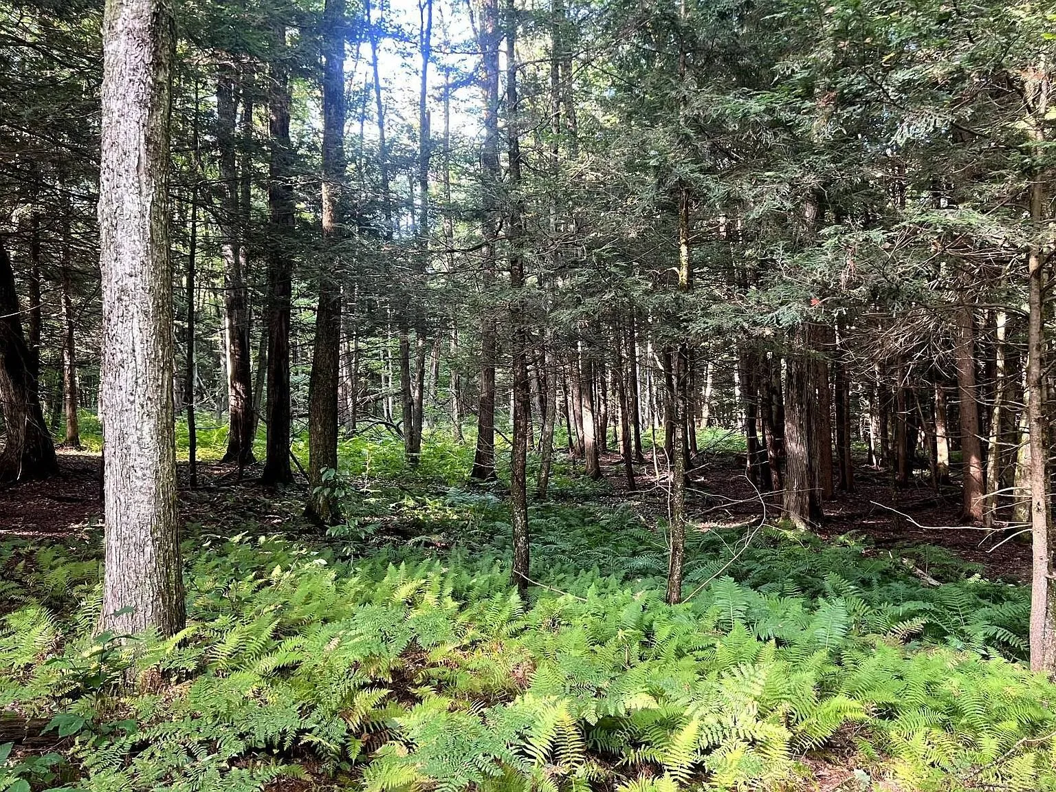 A hemlock stand with ferns on the forest floor