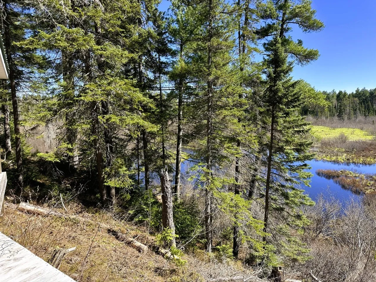The river seen through the pines from the property