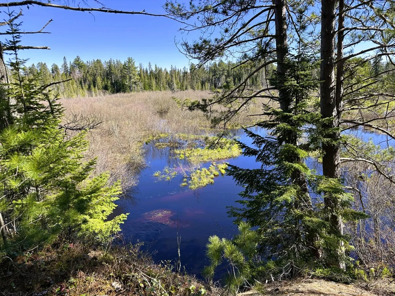 The river and wetland from above the bank