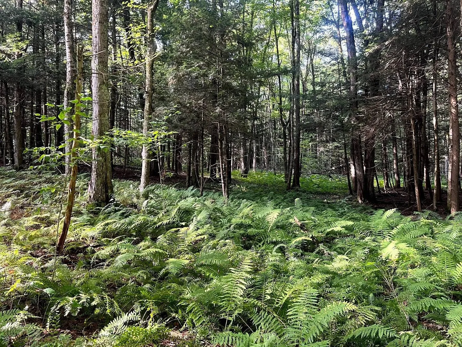 Maple and birch with a fern understory