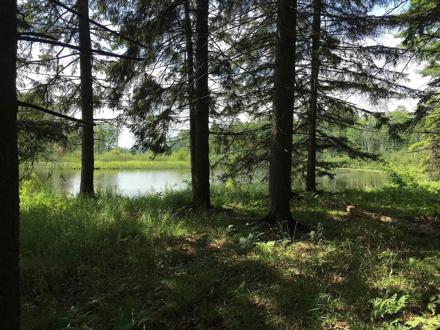 The water through the pines from the bank