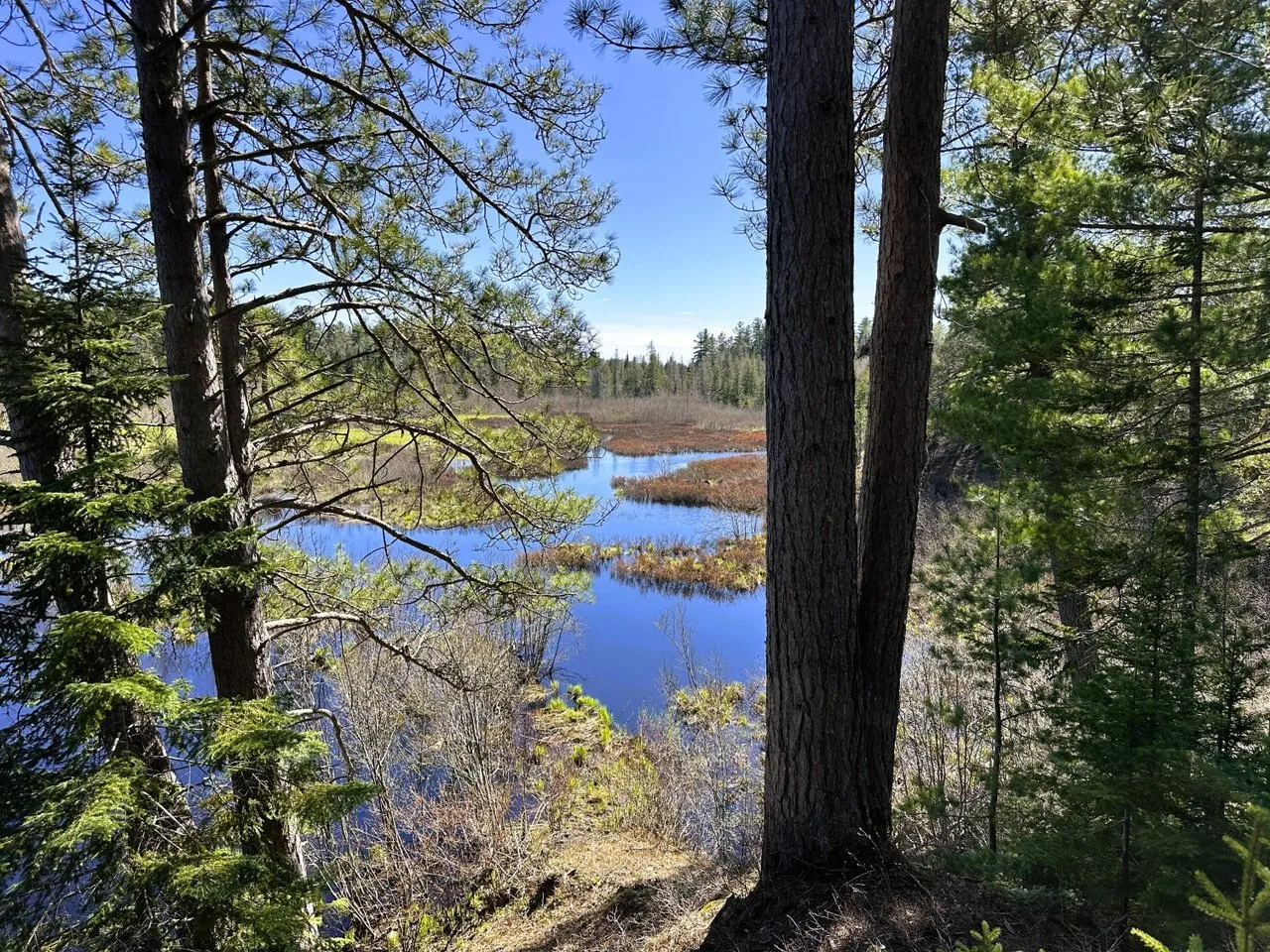 Open water and marsh through the trees