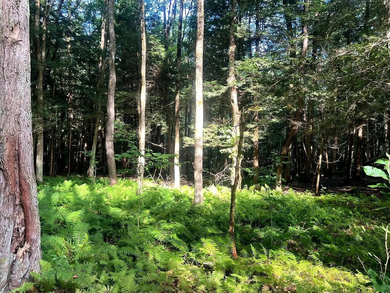 A cherry trunk among the hardwoods