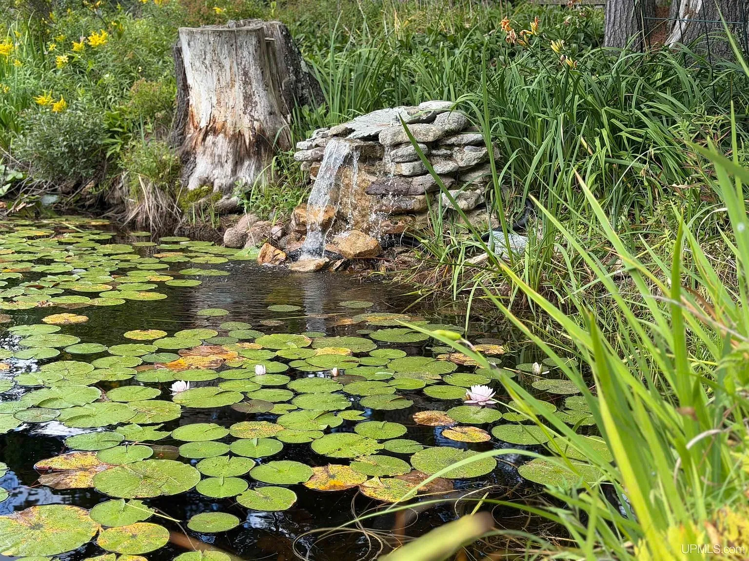 The pond with lily pads and a small stone waterfall