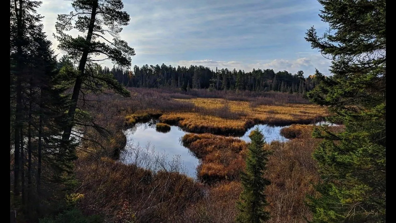 The river bend with pines along both banks