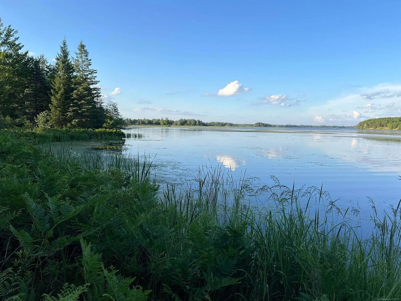 The reeds at the shore with the lake beyond