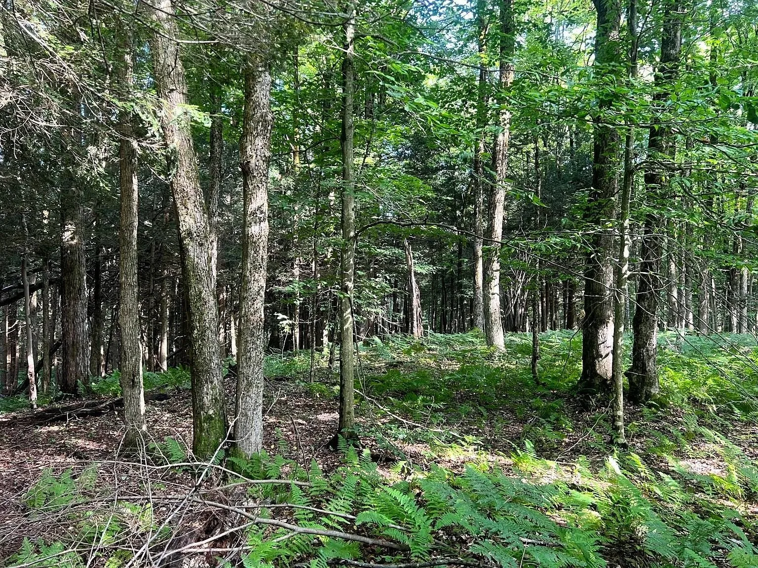 The woods opening toward a clearing