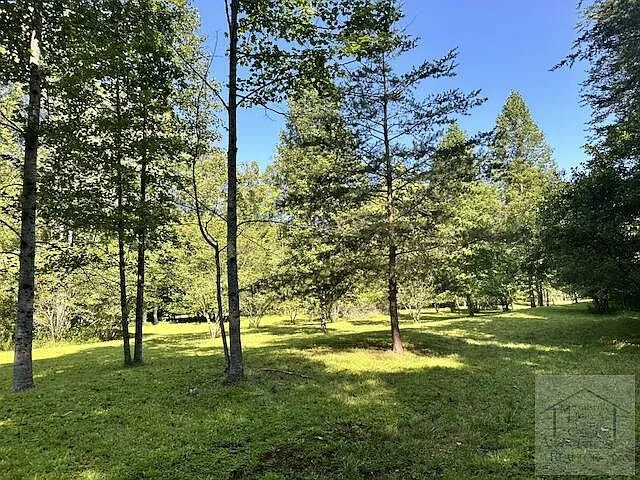Pines standing in the open ground