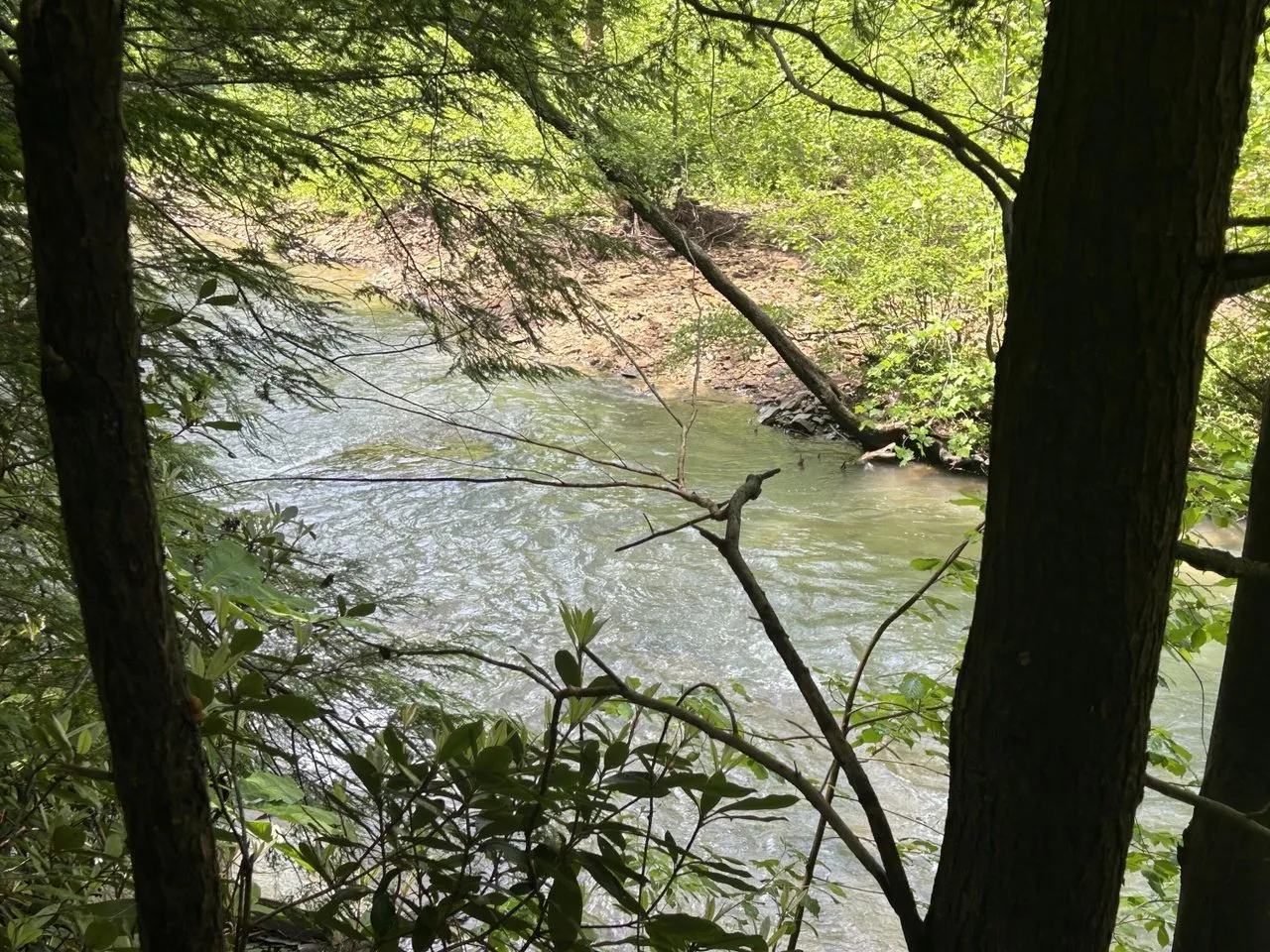 Kinniconick Creek from the bank, wide and shallow under overhanging trees