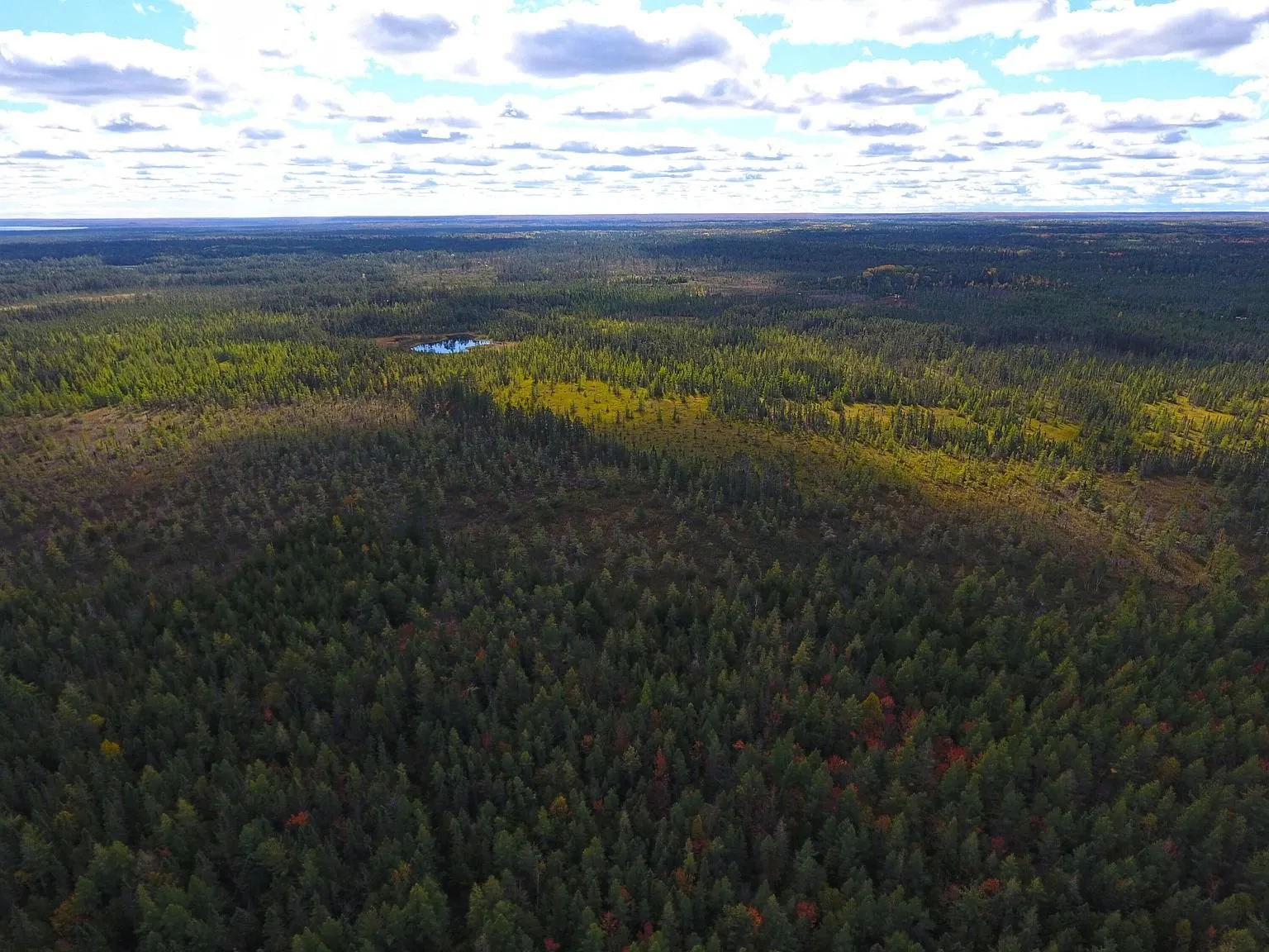 Aerial over unbroken woodland stretching to the skyline
