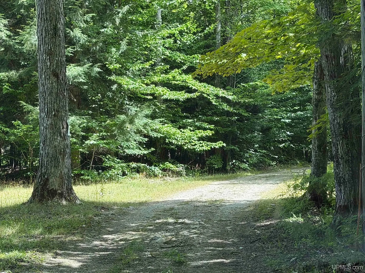 The drive through the pines