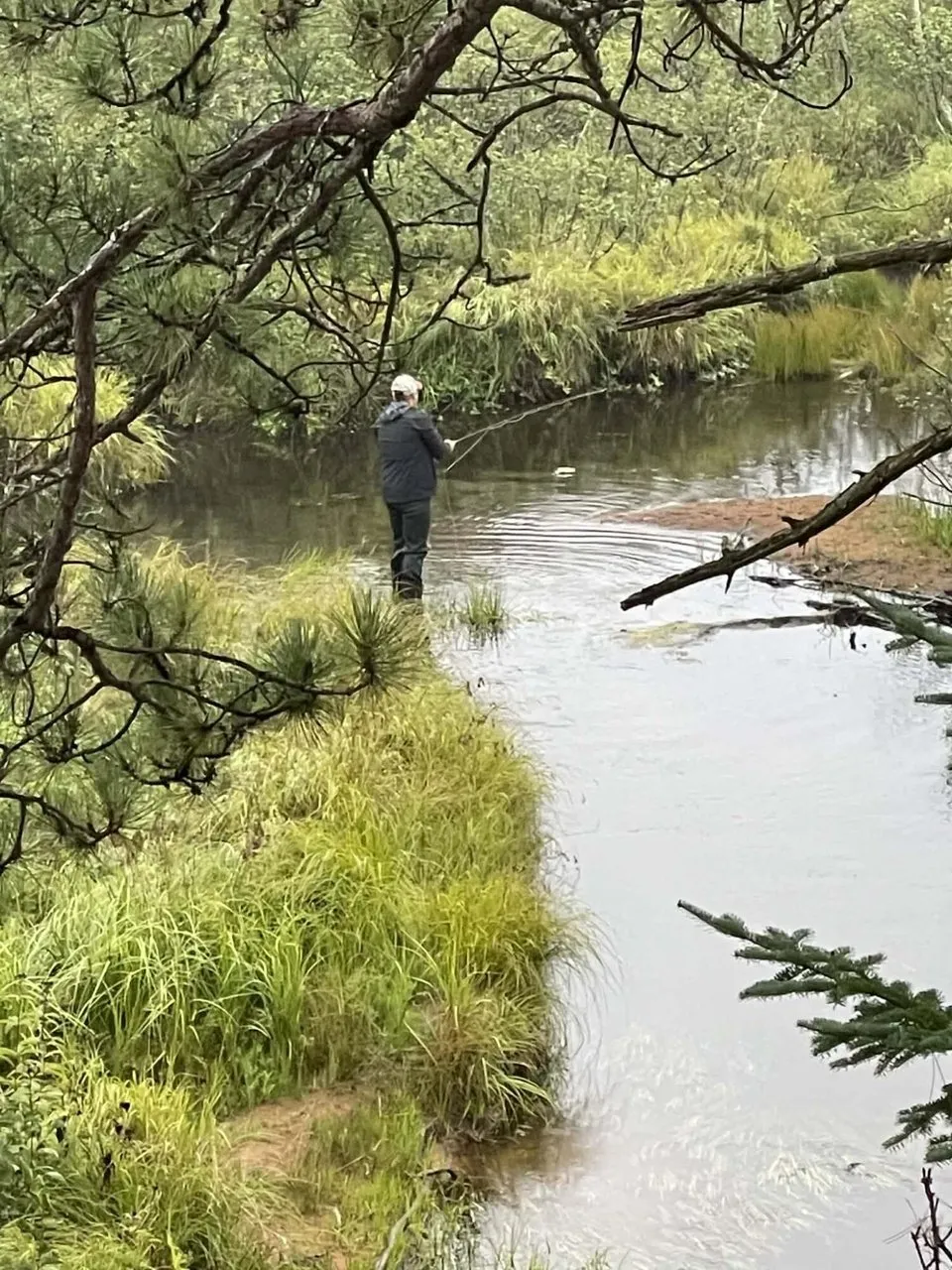 A narrow channel of the river running through the brush