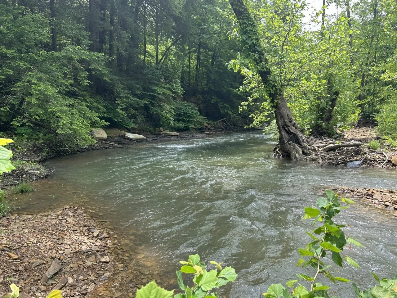 The creek running over rocks with a gravel bar on the far side