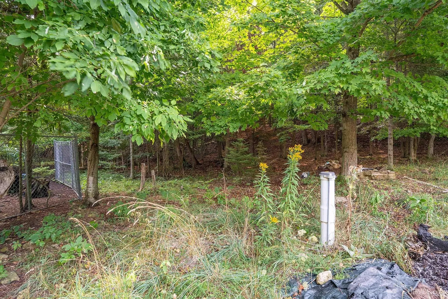 A white pipe standing in the brush at the edge of the woods