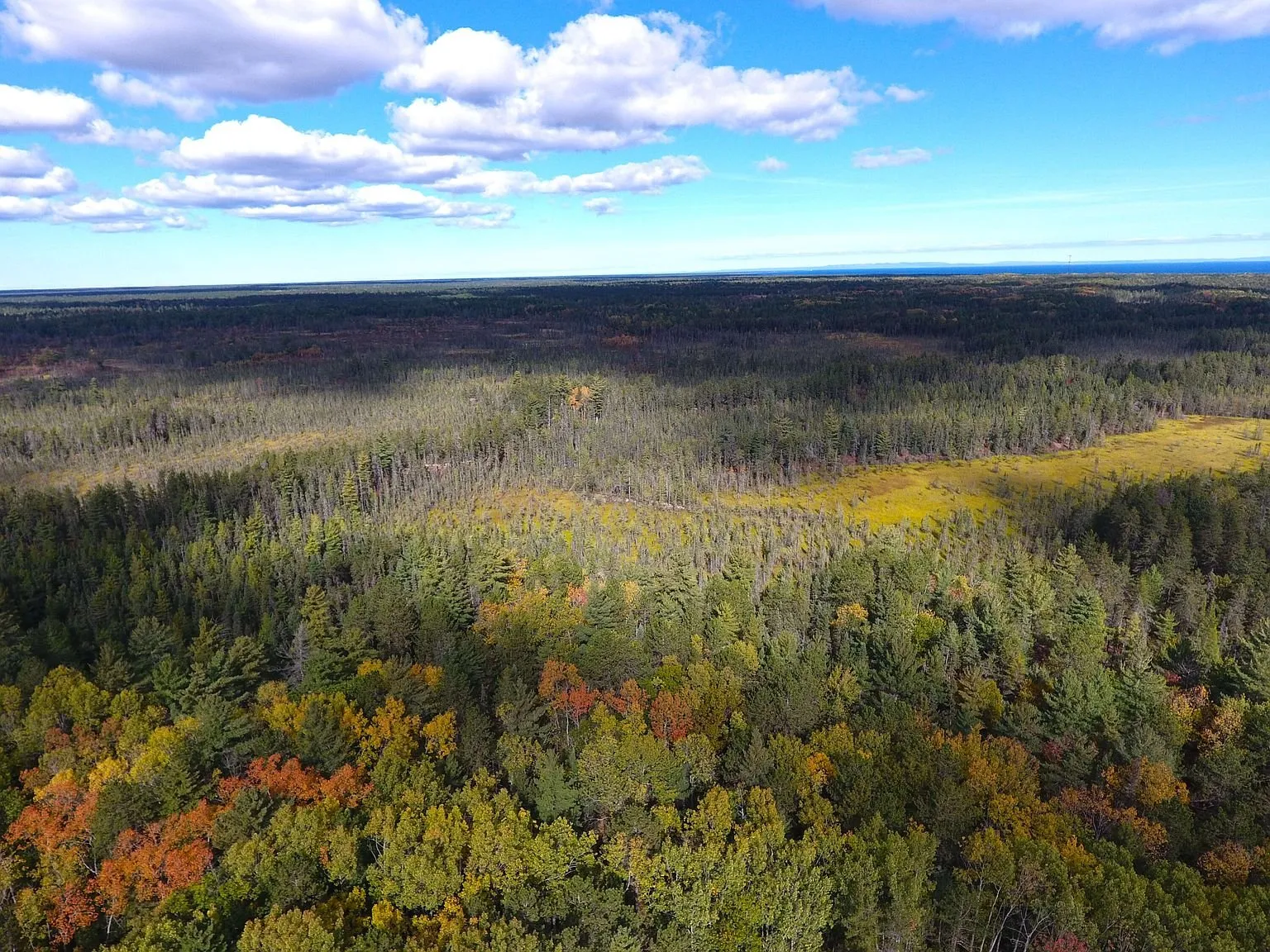 Aerial of the forest canopy in autumn colour
