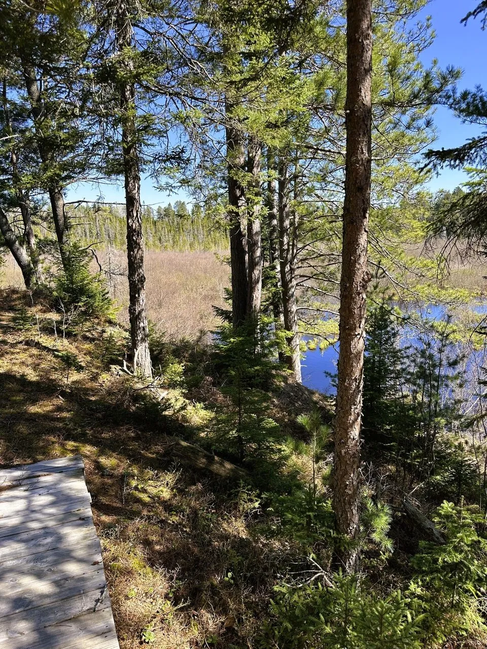 The trail through the pines out to the riverbank