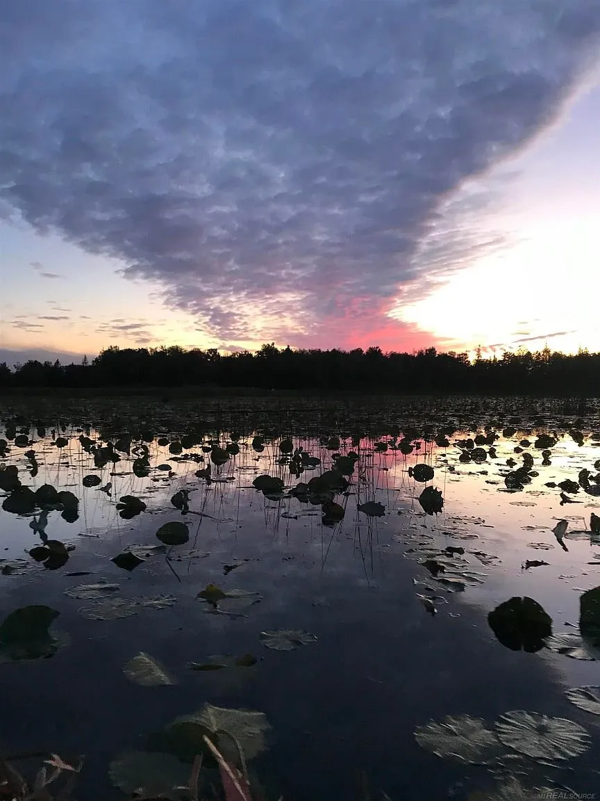 Lily pads at dusk with the sky reflected