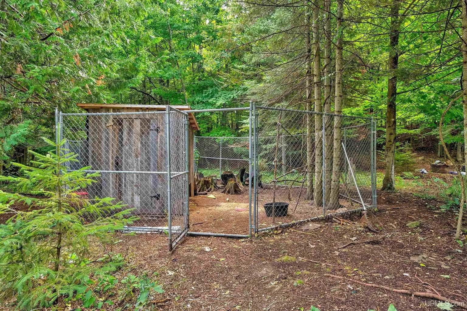 A chain-link dog kennel in the trees