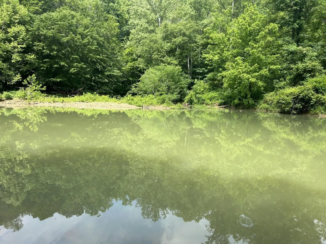 A still pool on the creek, the water dark green under the canopy